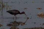 DPPhotography - Turkey - Glossy ibis - A