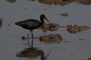 DPPhotography - Turkey - Glossy ibis - B