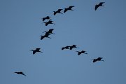 DPPhotography - Turkey - Glossy ibis - C