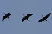 DPPhotography - Turkey - Glossy ibis - D