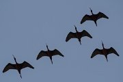 DPPhotography - Turkey - Glossy ibis - F