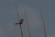 DPPhotography - Turkey - Graceful prinia - C