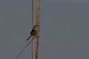 DPPhotography - Turkey - Graceful prinia - D