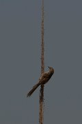 DPPhotography - Turkey - Graceful prinia - E