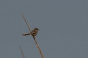 DPPhotography - Turkey - Graceful prinia - F