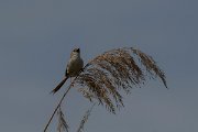 DPPhotography - Turkey - Graceful prinia - G