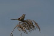 DPPhotography - Turkey - Graceful prinia - I