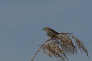 DPPhotography - Turkey - Graceful prinia - J