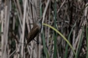 DPPhotography - Turkey - Great reed warbler - B