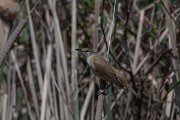 DPPhotography - Turkey - Great reed warbler - C