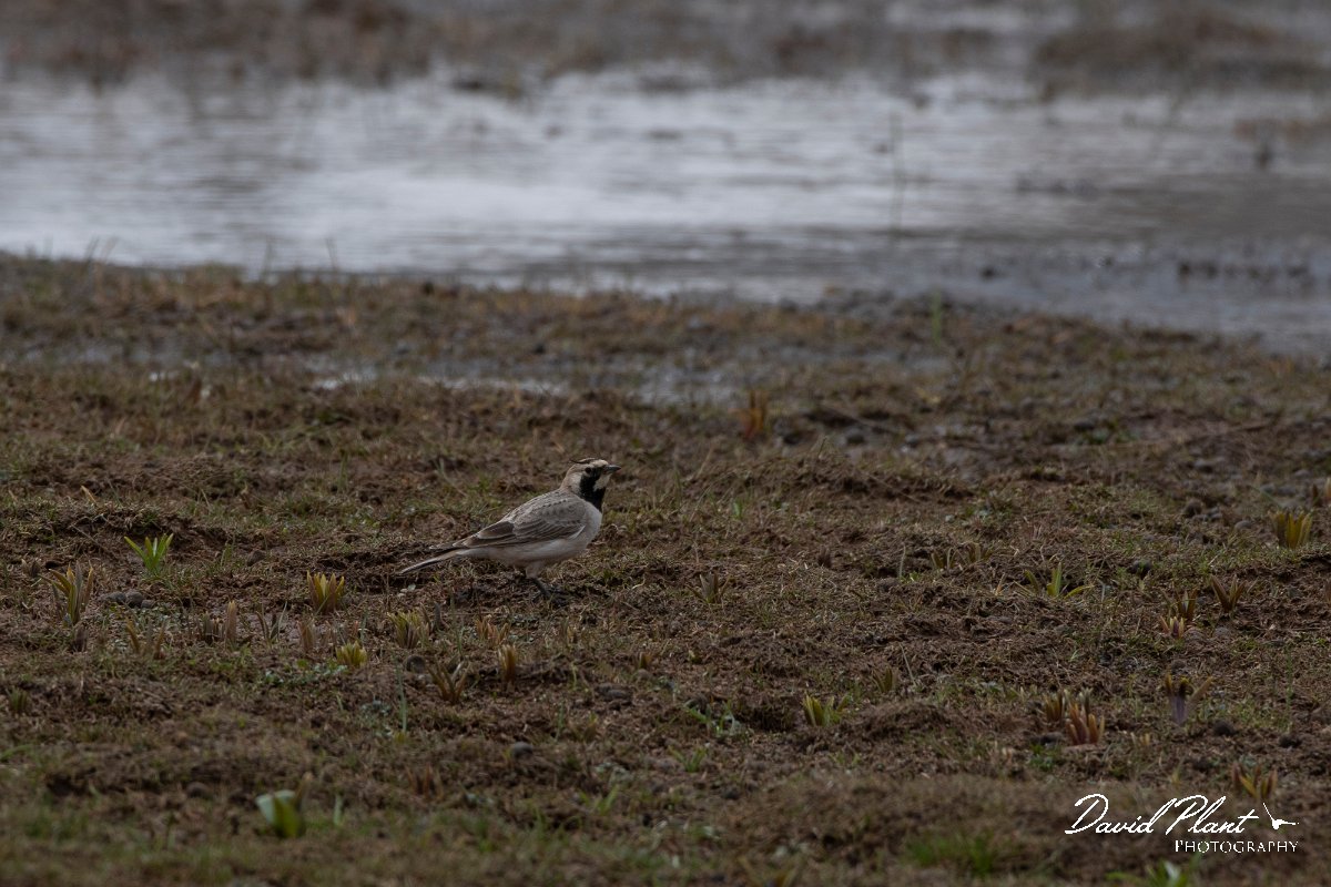 DPPhotography - Turkey - Horned lark - H.jpg - Horned lark - Cimikoy plateau, Antalya, Turkey