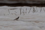 DPPhotography - Turkey - Horned lark - A