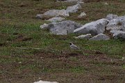 DPPhotography - Turkey - Horned lark - B