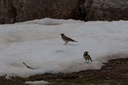 DPPhotography - Turkey - Horned lark - C