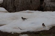 DPPhotography - Turkey - Horned lark - D