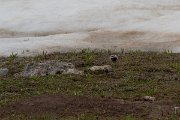 DPPhotography - Turkey - Horned lark - F