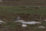 DPPhotography - Turkey - Horned lark - G