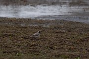 DPPhotography - Turkey - Horned lark - H