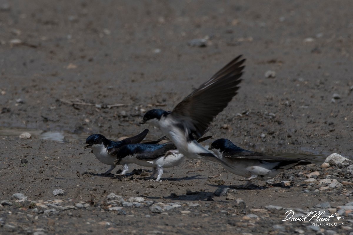 DPPhotography - Turkey - House martin - A.jpg - House martin - Titriyen Gol, Antalya, Turkey