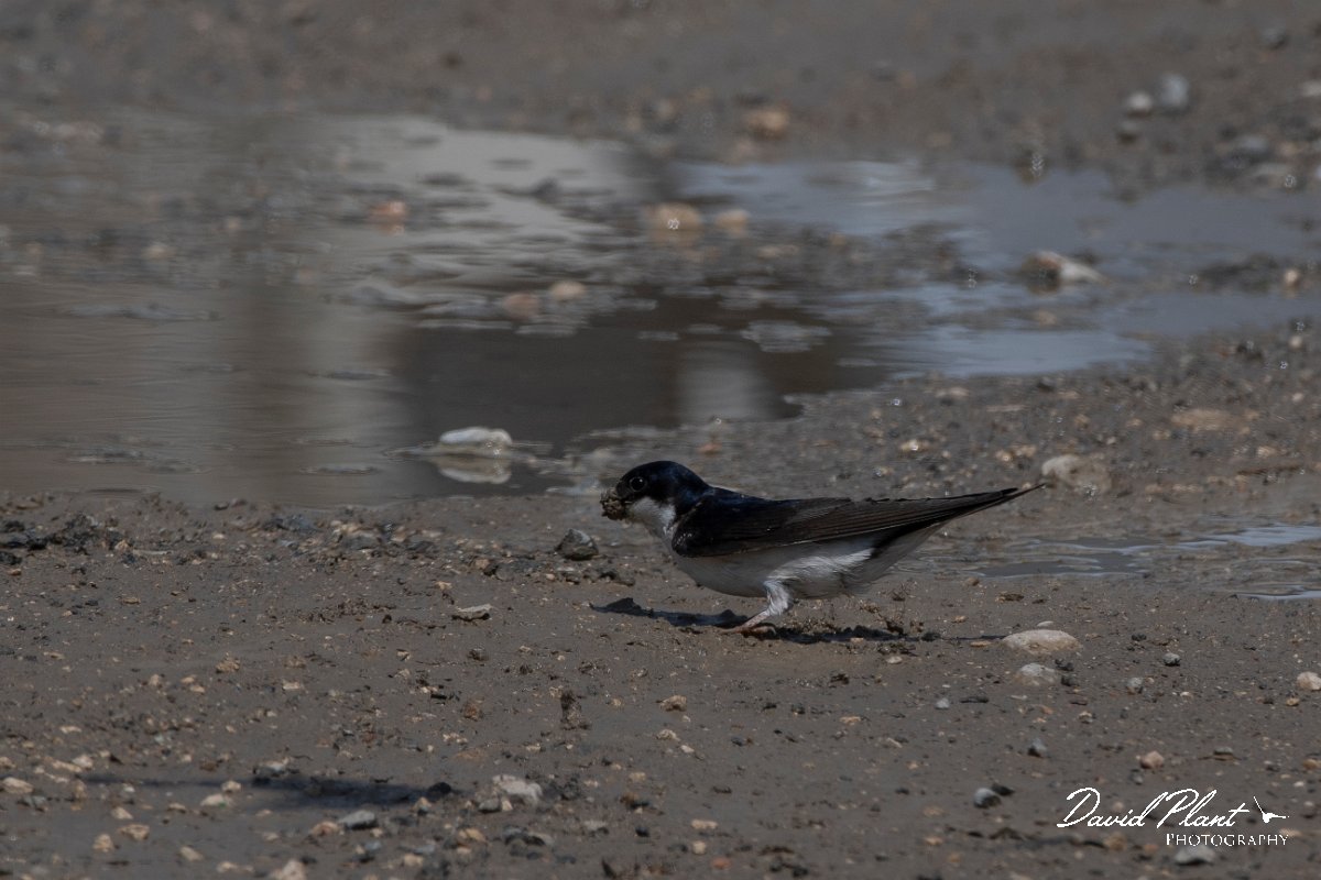 DPPhotography - Turkey - House martin - B.jpg - House martin - Titriyen Gol, Antalya, Turkey