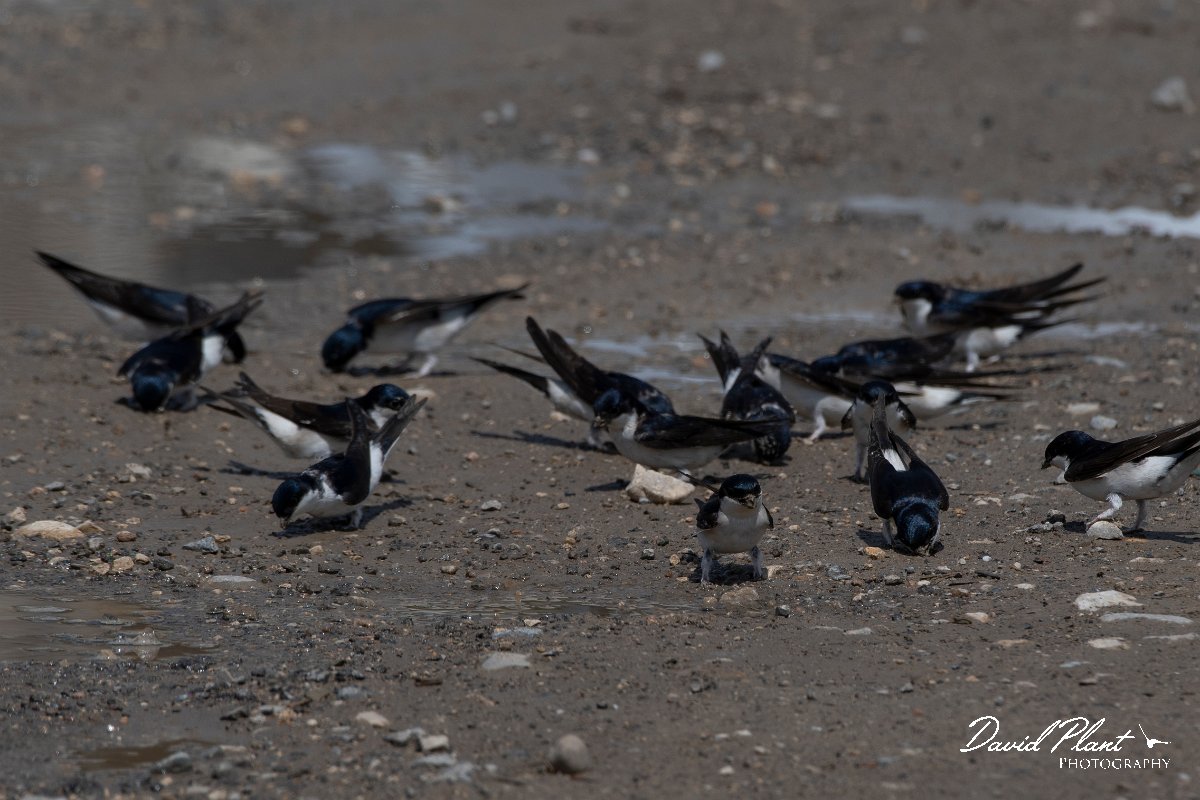 DPPhotography - Turkey - House martin - D.jpg - House martin - Titriyen Gol, Antalya, Turkey