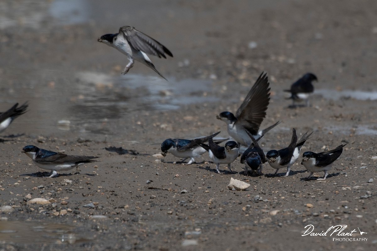 DPPhotography - Turkey - House martin - E.jpg - House martin - Titriyen Gol, Antalya, Turkey