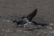 DPPhotography - Turkey - House martin - A