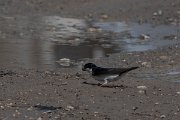 DPPhotography - Turkey - House martin - B