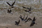DPPhotography - Turkey - House martin - C