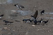 DPPhotography - Turkey - House martin - E