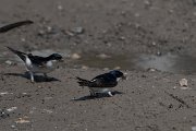 DPPhotography - Turkey - House martin - F