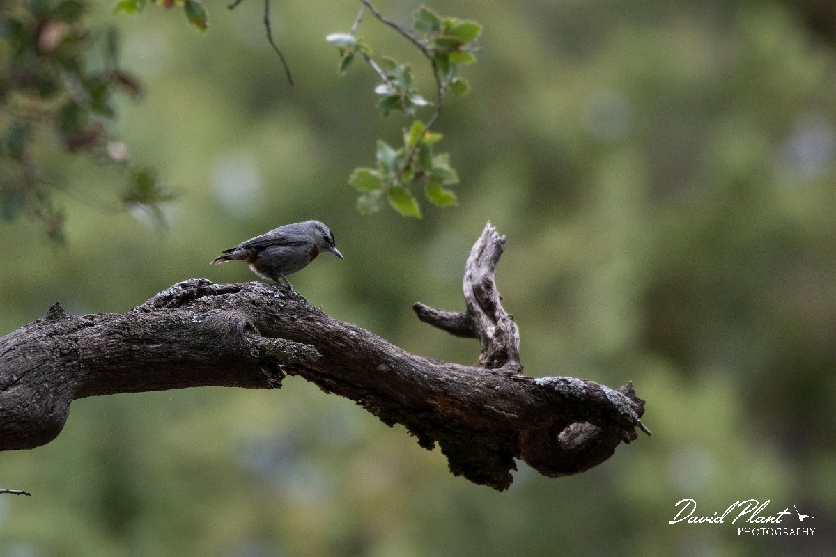 DPPhotography - Turkey - Kruper's nuthatch - A.jpg - Kruper's nuthatch - Akseki cemetery, Antalya, Turkey