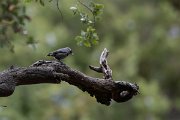 DPPhotography - Turkey - Kruper's nuthatch - A