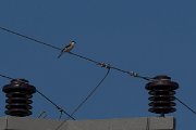 DPPhotography - Turkey - Lesser grey shrike - A