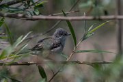 DPPhotography - Turkey - Lesser whitethroat - A