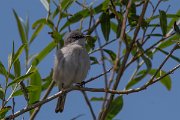 DPPhotography - Turkey - Lesser whitethroat - B