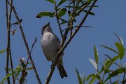 DPPhotography - Turkey - Lesser whitethroat - C