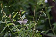 DPPhotography - Turkey - Lesser whitethroat - D