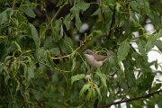 DPPhotography - Turkey - Lesser whitethroat - E