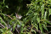 DPPhotography - Turkey - Lesser whitethroat - F