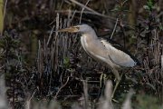 DPPhotography - Turkey - Little bittern - A