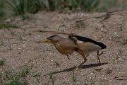 DPPhotography - Turkey - Little bittern - B
