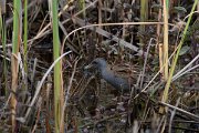 DPPhotography - Turkey - Little crake - A