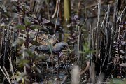 DPPhotography - Turkey - Little crake - B