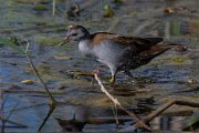 DPPhotography - Turkey - Little crake - D