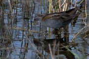 DPPhotography - Turkey - Little crake - E