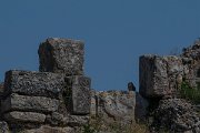 DPPhotography - Turkey - Little owl - D