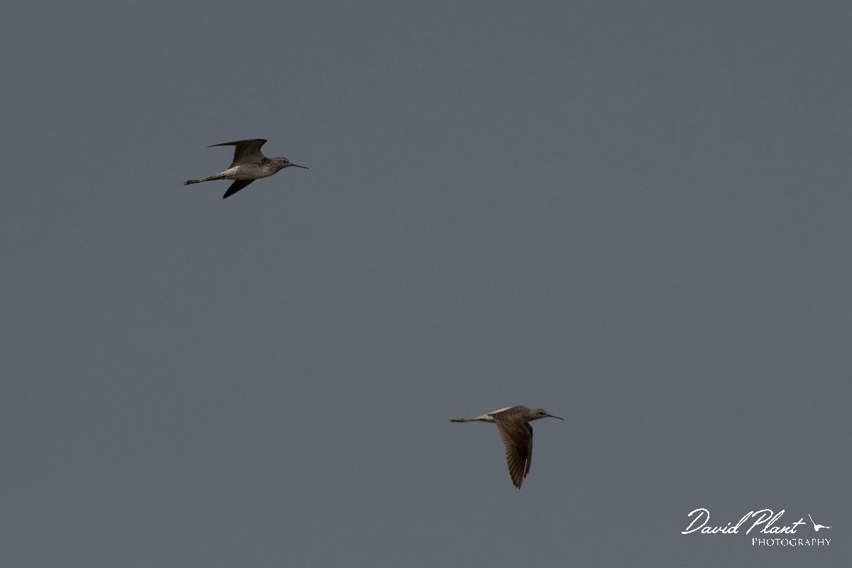 DPPhotography - Turkey - Marsh sandpiper - A.jpg - Marsh sandpiper - Land East of Manavgat River, Antalya, Turkey