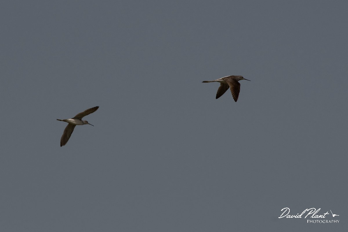 DPPhotography - Turkey - Marsh sandpiper - B.jpg - Marsh sandpiper - Land East of Manavgat River, Antalya, Turkey