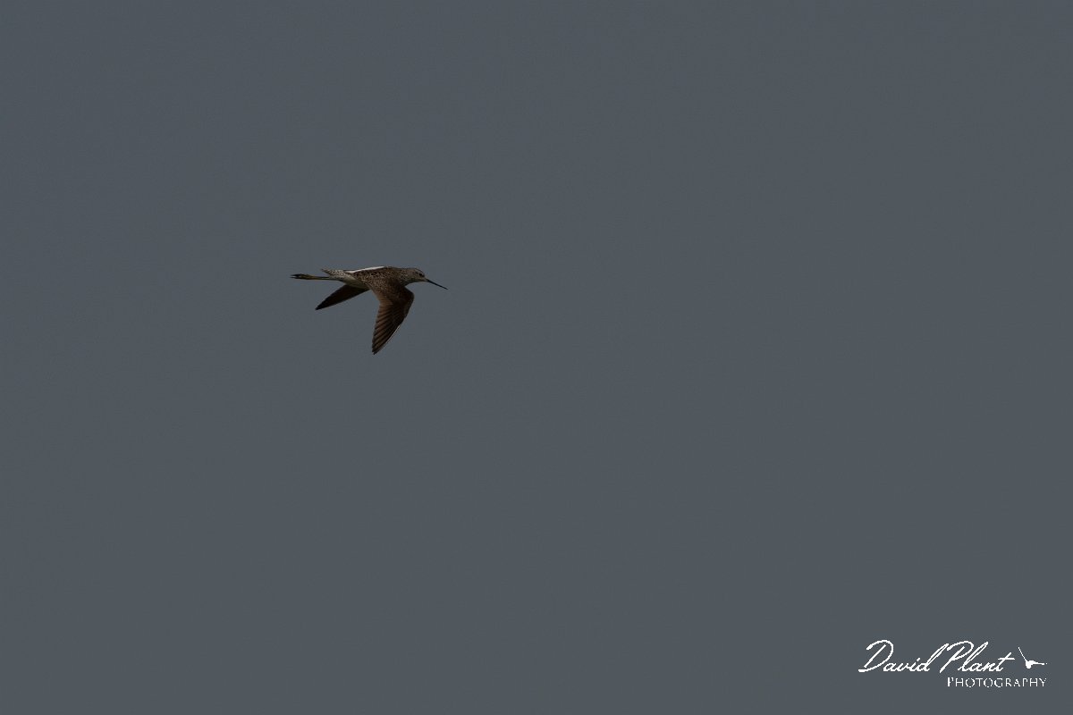 DPPhotography - Turkey - Marsh sandpiper - C.jpg - Marsh sandpiper - Land East of Manavgat River, Antalya, Turkey